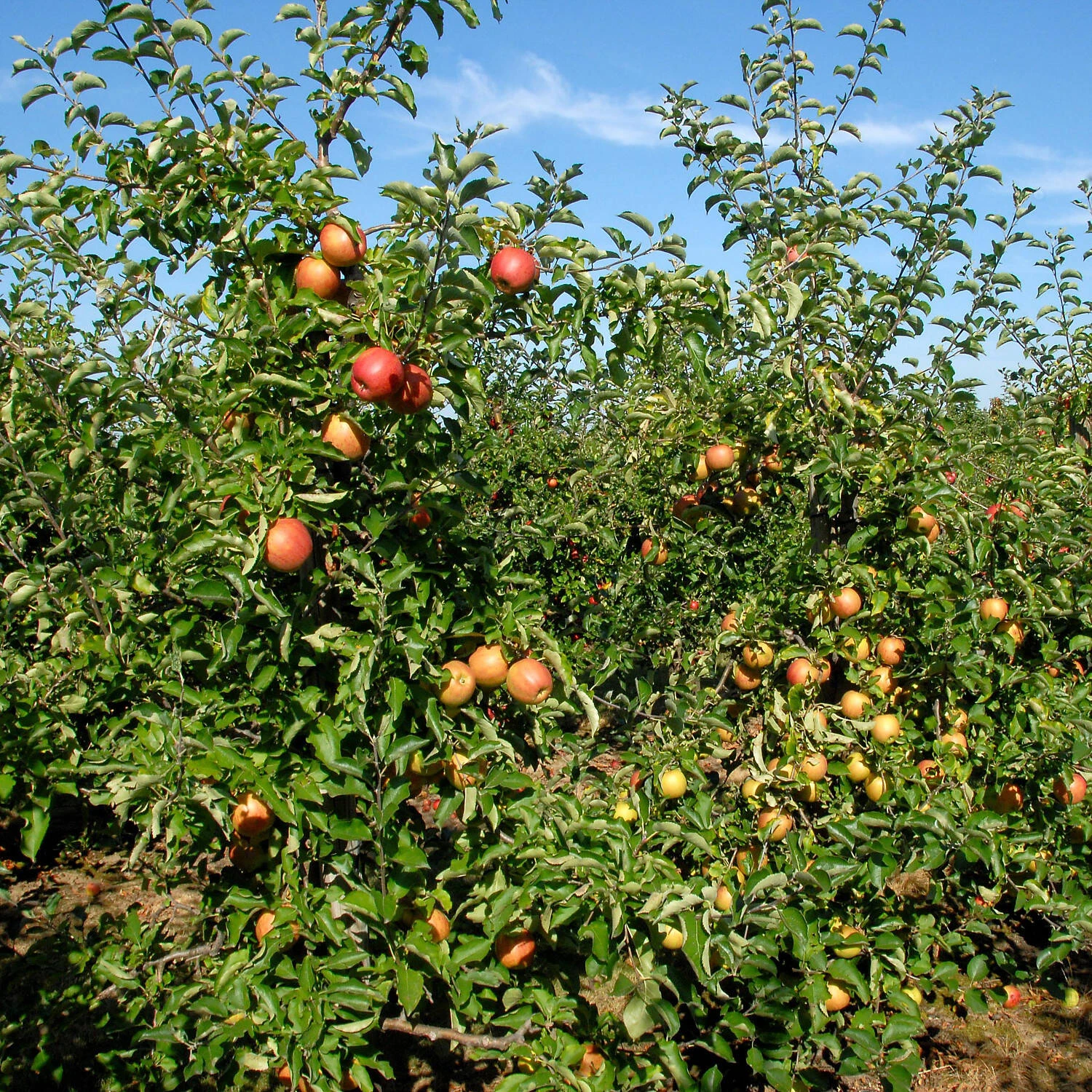 Malus Domestica 'Jonagored' 1 Malus Domestica 'Jonagored'