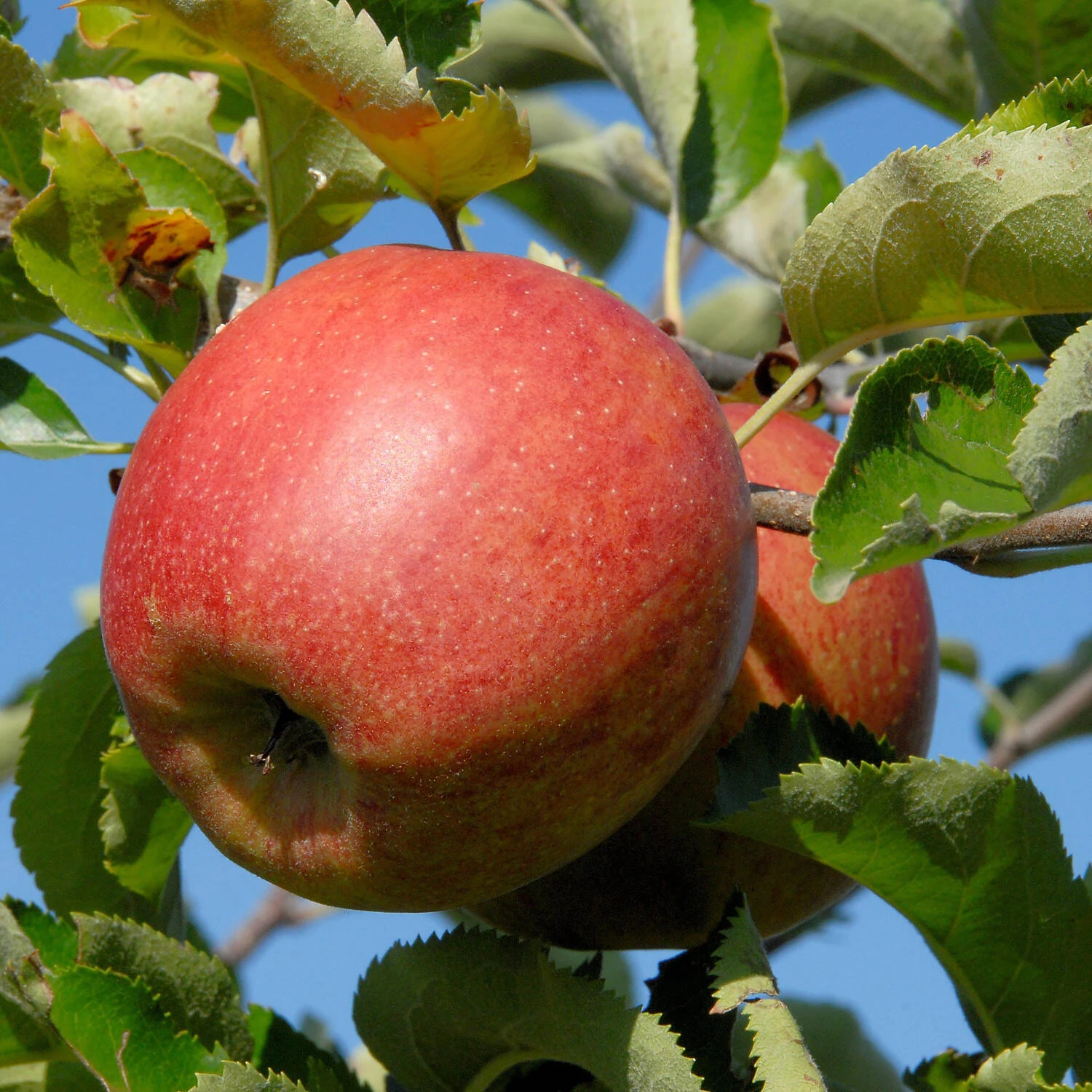 Malus Domestica 'Jonagored' 2 Malus Domestica 'Jonagored' – Bild 2