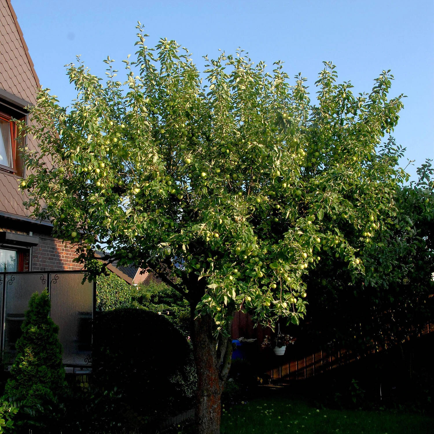 Malus Domestica 'Klarapfel' 1 Malus Domestica 'Klarapfel'