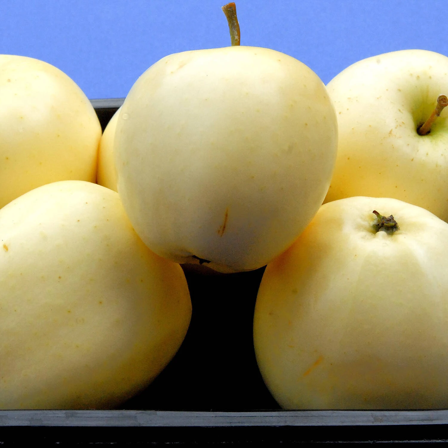 Malus Domestica 'Klarapfel' 2 Malus Domestica 'Klarapfel' – Bild 2