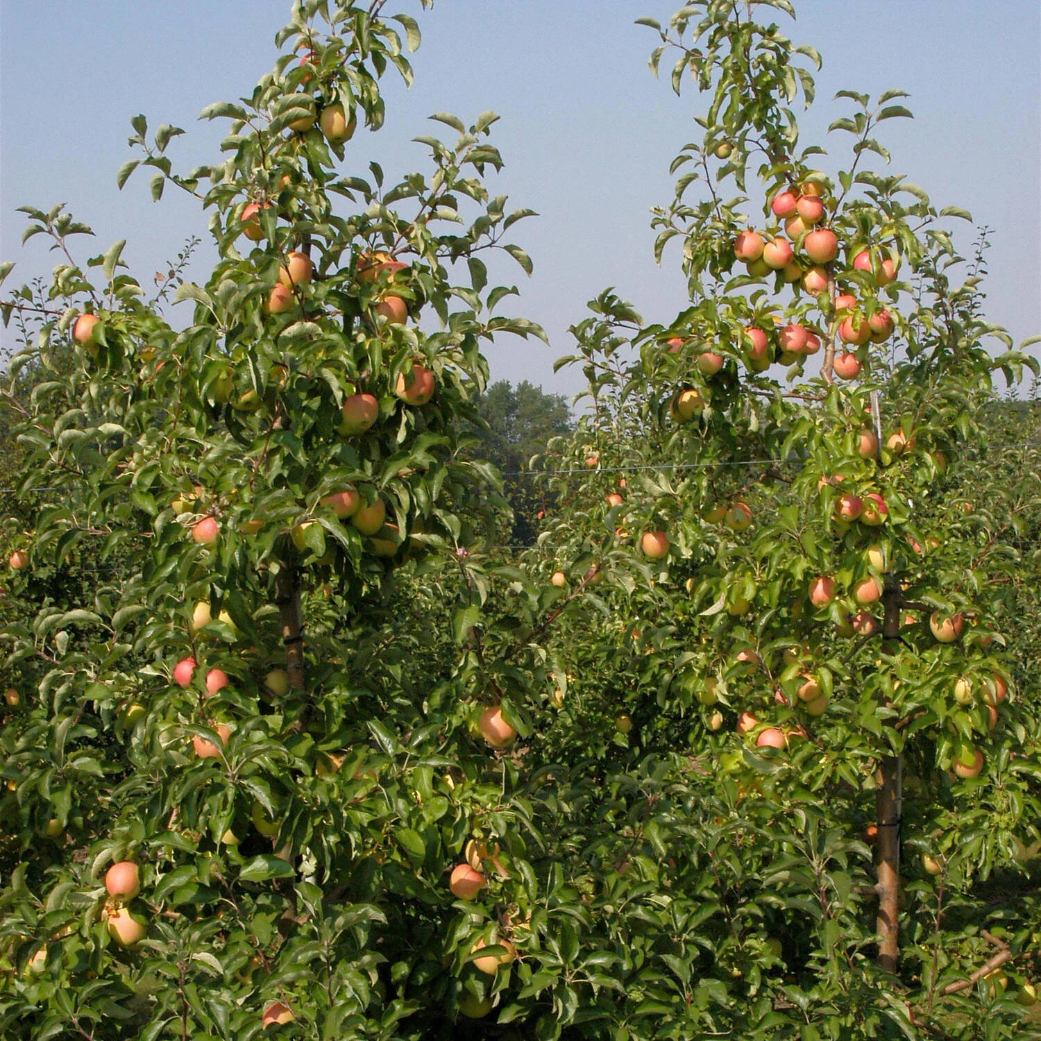 Malus Domestica 'Pinova' 1 Malus Domestica 'Pinova'