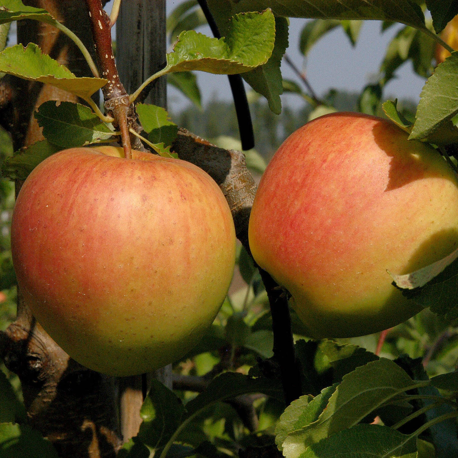 Malus Domestica 'Pinova' 2 Malus Domestica 'Pinova' – Bild 2