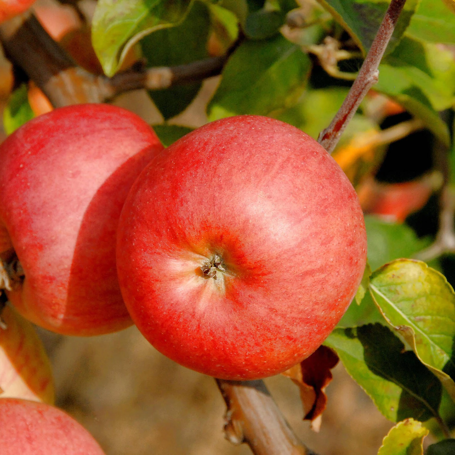 Malus Domestica 'Roter Berlepsch' 2 Malus Domestica 'Roter Berlepsch' – Bild 2