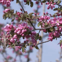 Malus Hybride 'Dark Rosaleen'