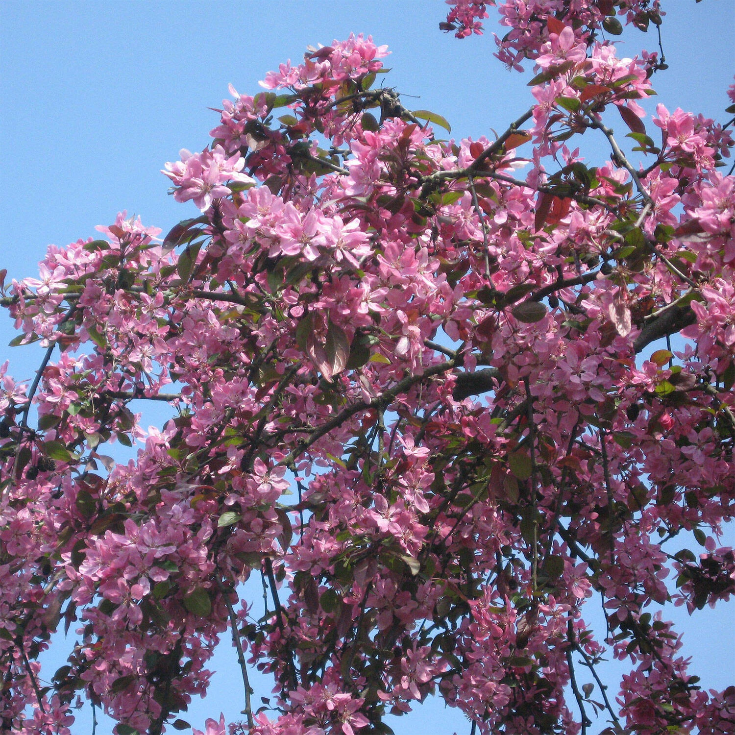 Malus Hybride 'Eleyi' 1 Malus Hybride 'Eleyi'
