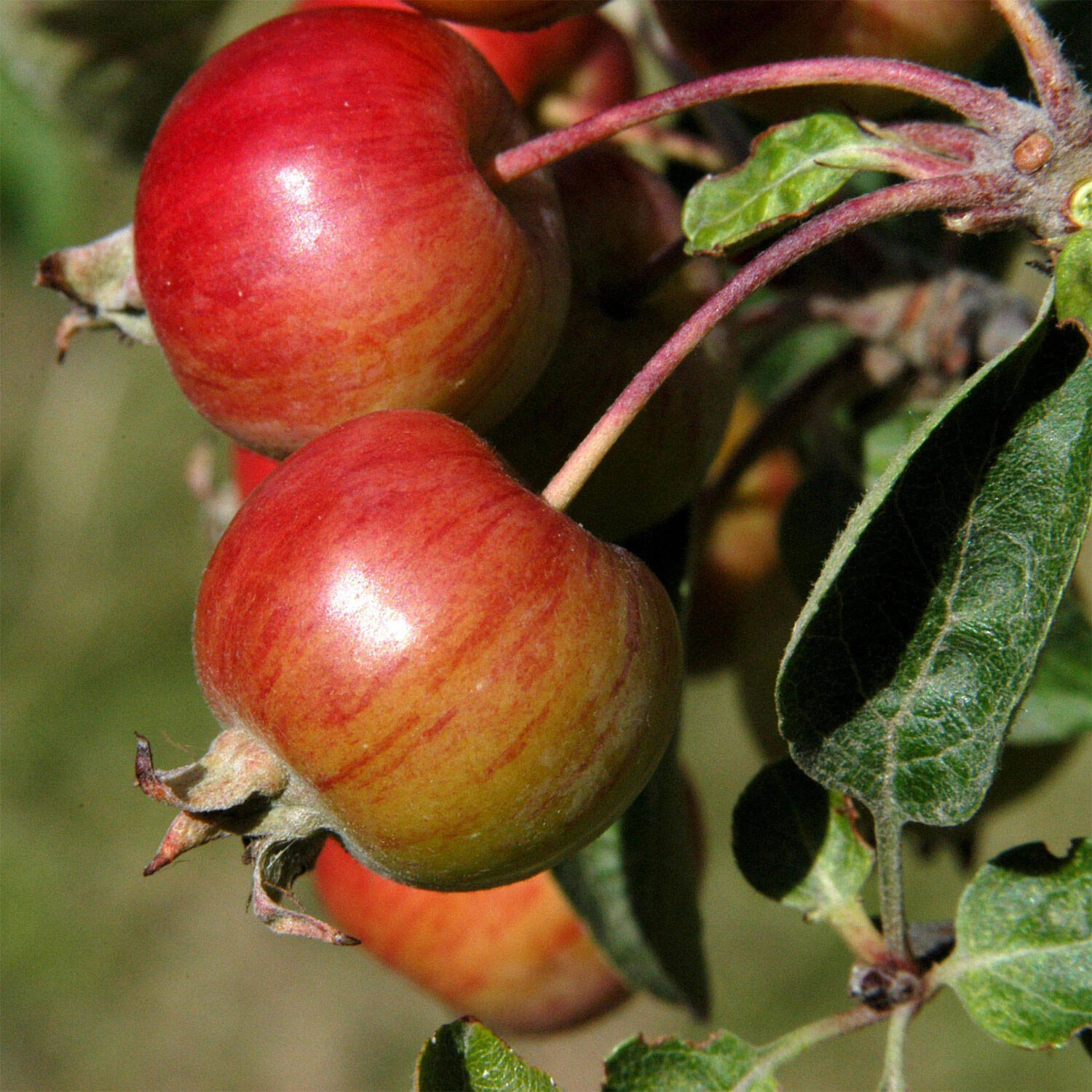 Malus Hybride 'Evereste' 1 Malus Hybride 'Evereste'