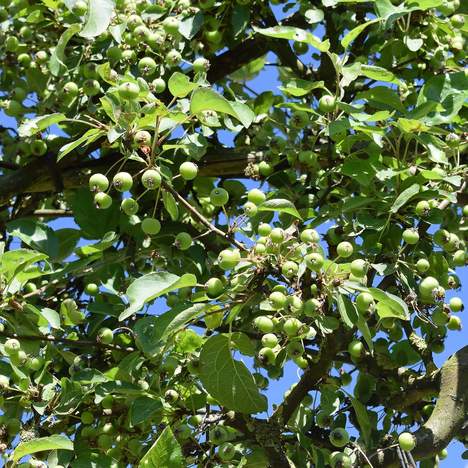 Malus Hybride 'Evereste' 2 Malus Hybride 'Evereste' – Bild 2