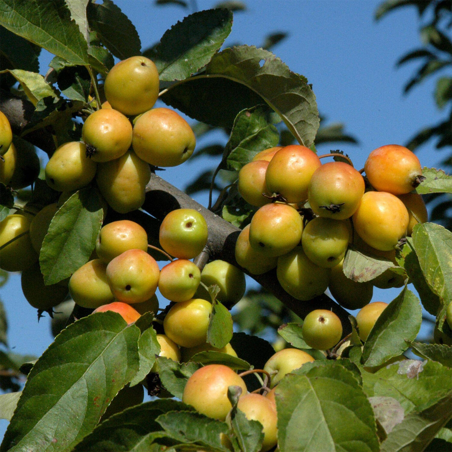 Malus Hybride 'Golden Hornet' 1 Malus Hybride 'Golden Hornet'