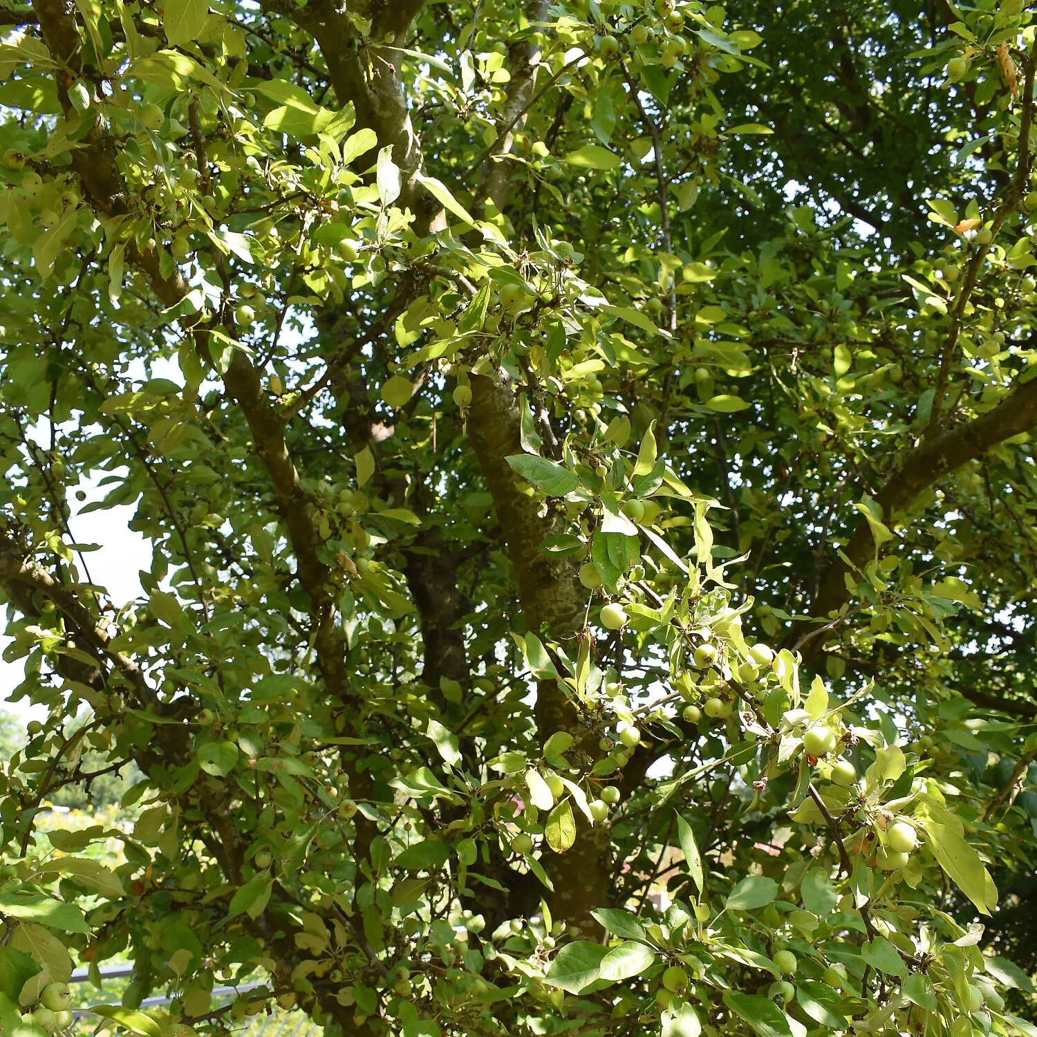 Malus Hybride 'Golden Hornet' 2 Malus Hybride 'Golden Hornet' – Bild 2