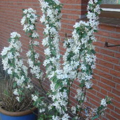 Malus Hybride 'Golden Hornet' 5 Malus Hybride 'Golden Hornet' -Seeds and Fertilizers Geschäft malus hybride golden hornet3