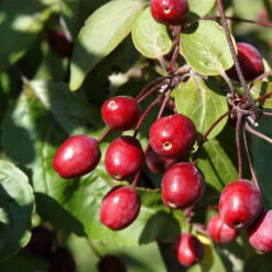 Malus Hybride 'Indian Magic'