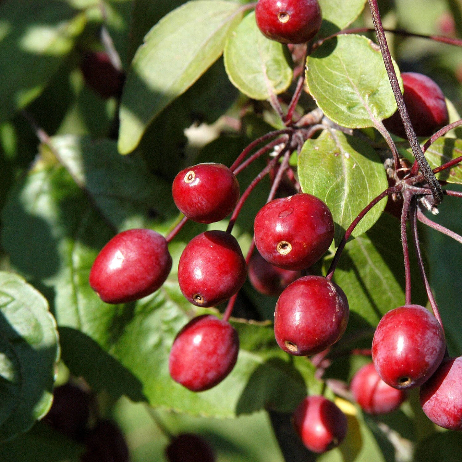 Malus Hybride 'Indian Magic' 1 Malus Hybride 'Indian Magic'