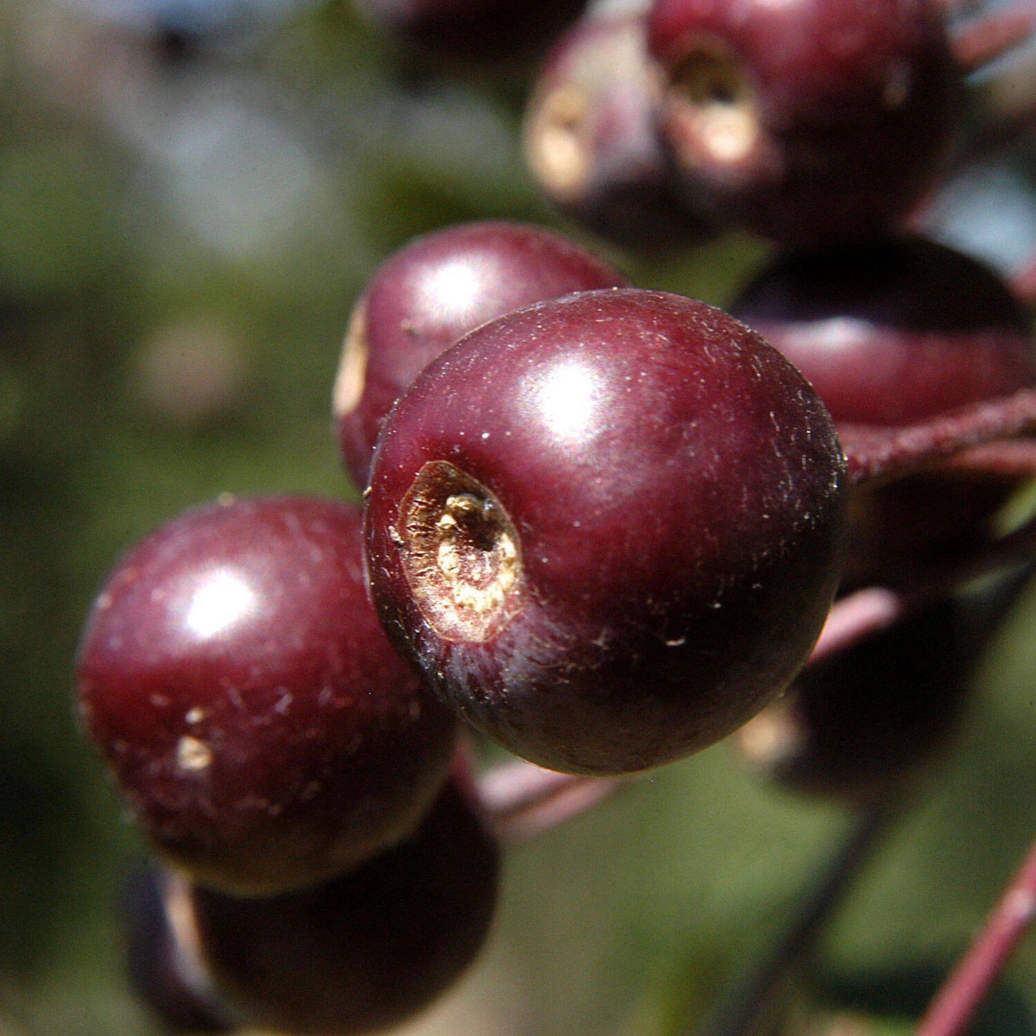Malus Hybride 'Liset' 1 Malus Hybride 'Liset'