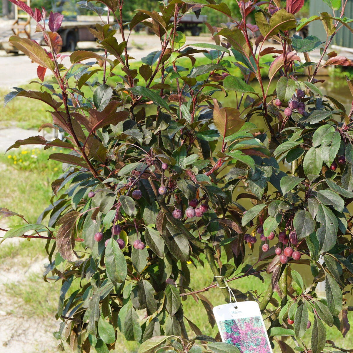 Malus Hybride 'Prairie Fire' 1 Malus Hybride 'Prairie Fire'