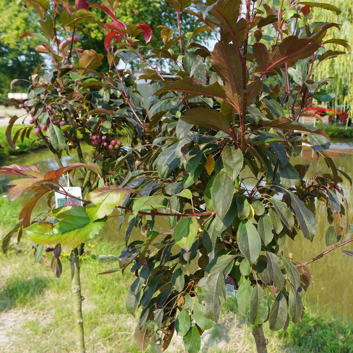 Malus Hybride 'Prairie Fire' 2 Malus Hybride 'Prairie Fire' – Bild 2