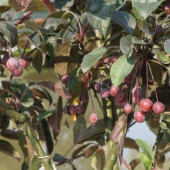 Malus Hybride 'Prairie Fire' 6 Malus Hybride 'Prairie Fire' -Seeds and Fertilizers Geschäft malus hybride prairie fire3