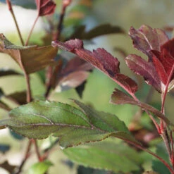 Malus Hybride 'Prairie Fire' 7 Malus Hybride 'Prairie Fire' -Seeds and Fertilizers Geschäft malus hybride prairie fire4