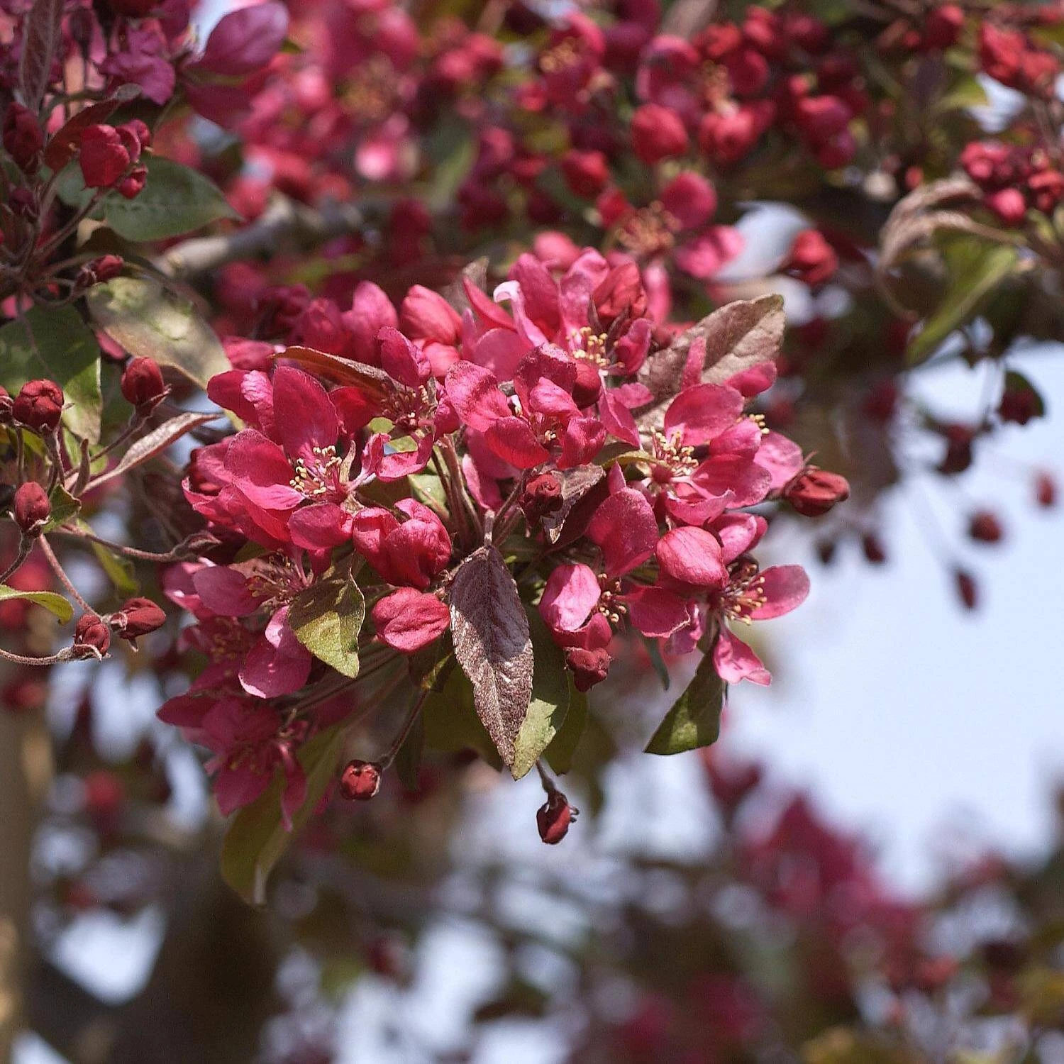 Malus Hybride 'Profusion' 1 Malus Hybride 'Profusion'
