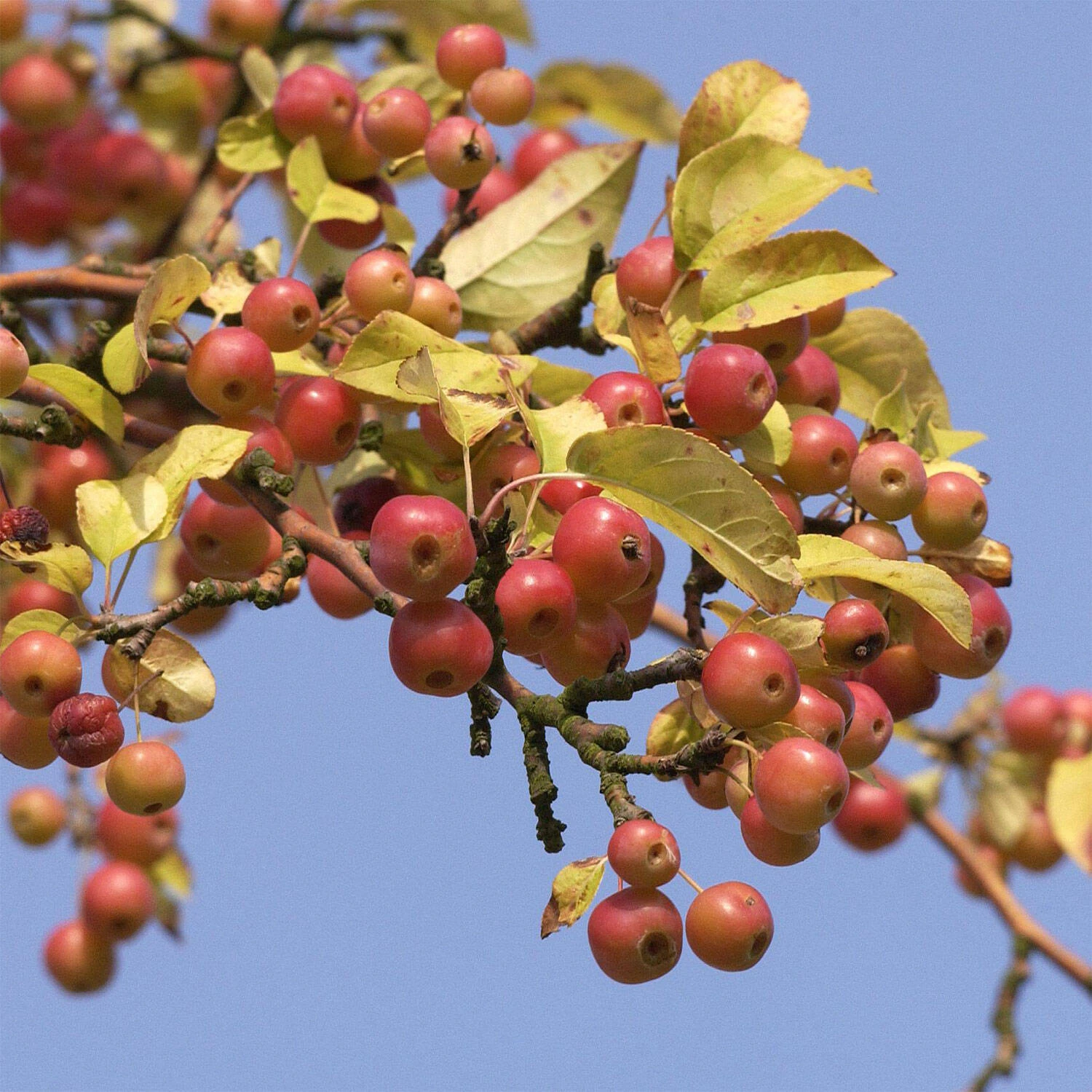 Malus Hybride 'Red Sentinel' 1 Malus Hybride 'Red Sentinel'