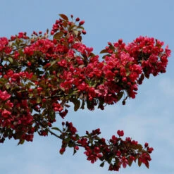 Malus Hybride 'Royalty'