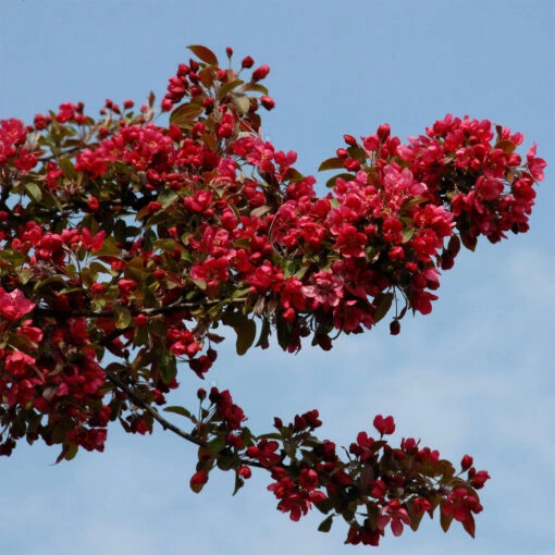 Malus Hybride 'Royalty' 2 Malus Hybride 'Royalty' -Seeds and Fertilizers Geschäft malus hybride royalty