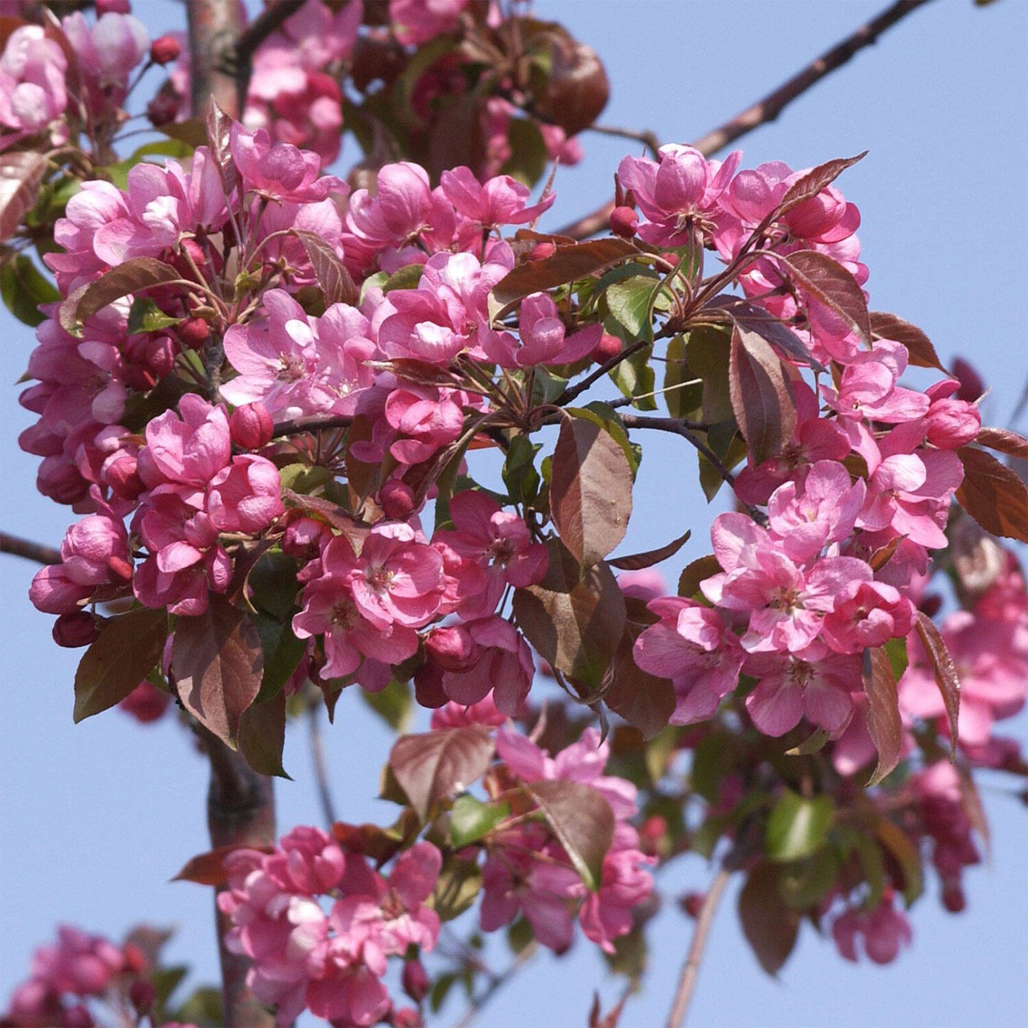 Malus Hybride 'Rudolph' 1 Malus Hybride 'Rudolph'