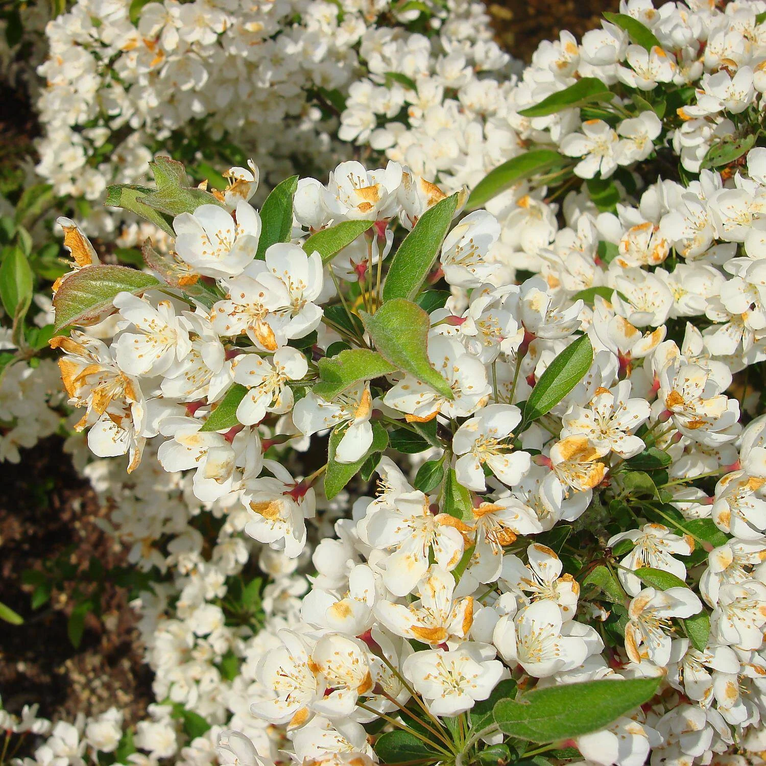 Malus Hybride 'Tina' 1 Malus Hybride 'Tina'