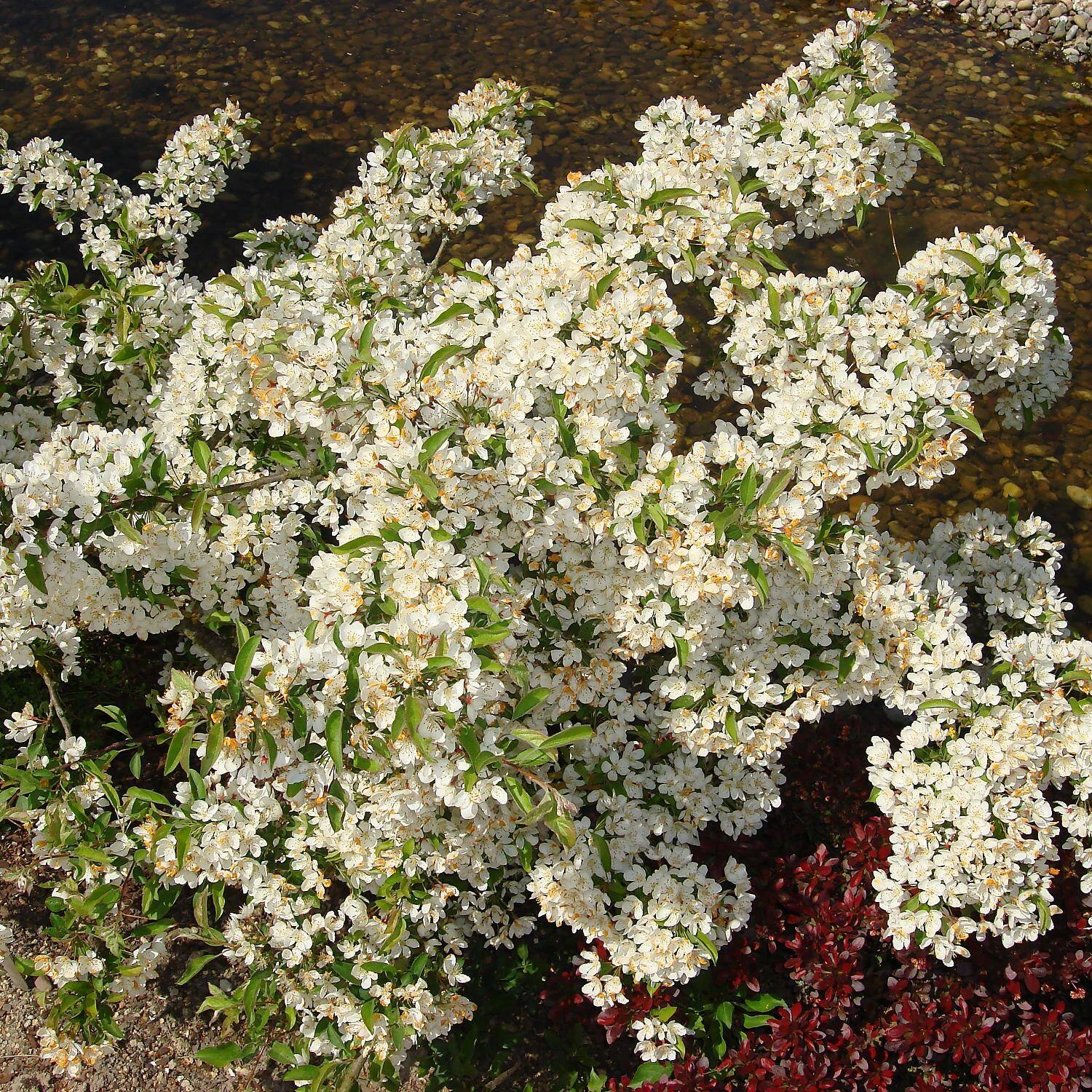 Malus Hybride 'Tina' 2 Malus Hybride 'Tina' – Bild 2