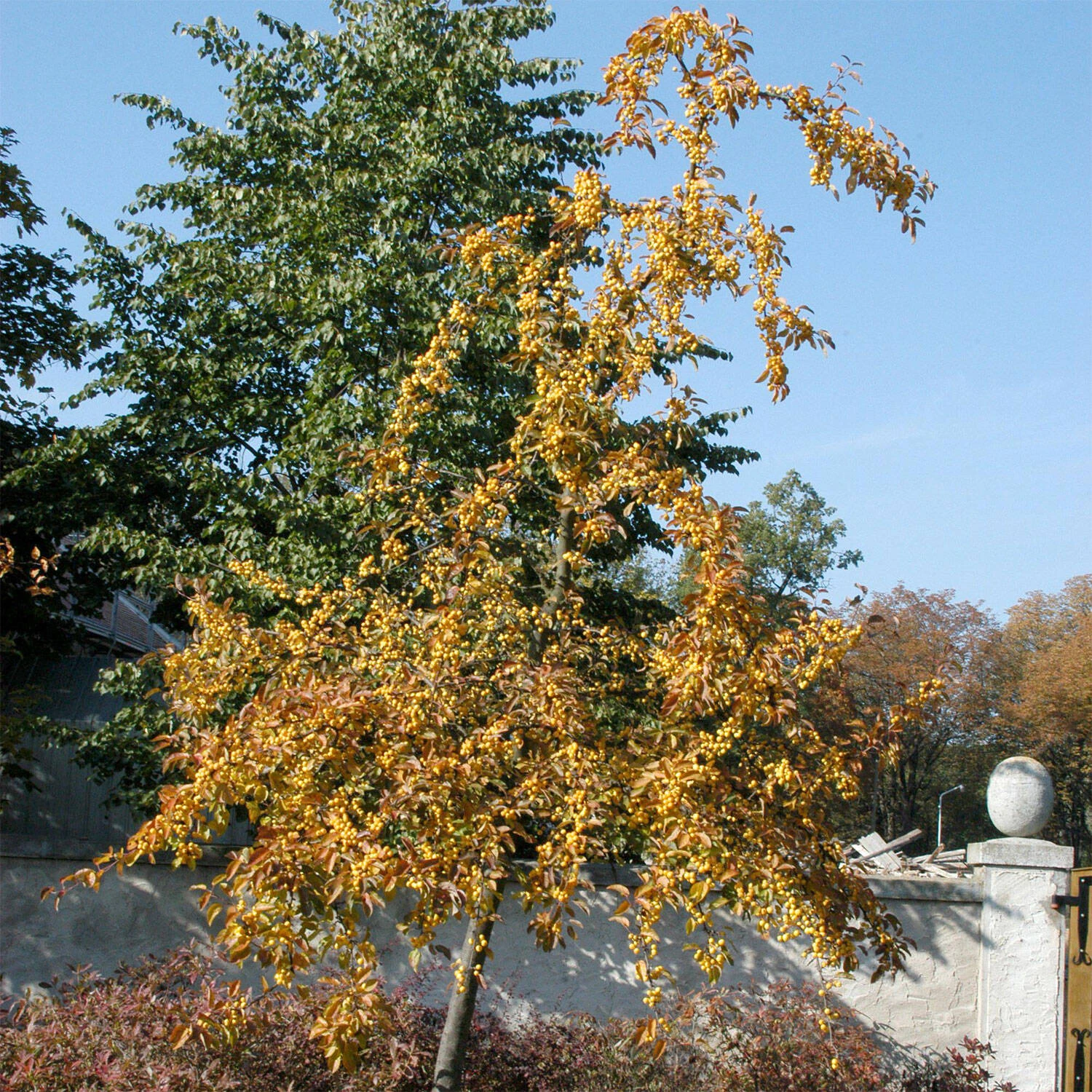 Malus Hybride 'Wintergold' 1 Malus Hybride 'Wintergold'