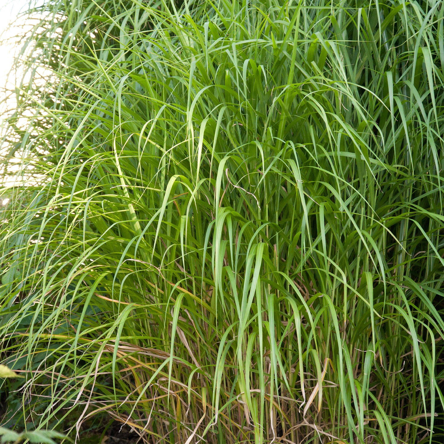 Miscanthus Sinensis 'Augustfeder' 1 Miscanthus Sinensis 'Augustfeder'