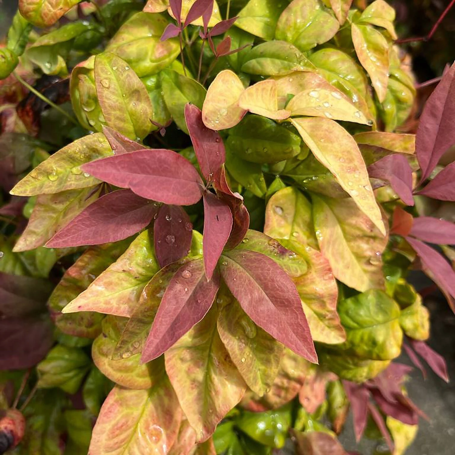 Nandina Domestica 'Blush Pink' 1 Nandina Domestica 'Blush Pink'