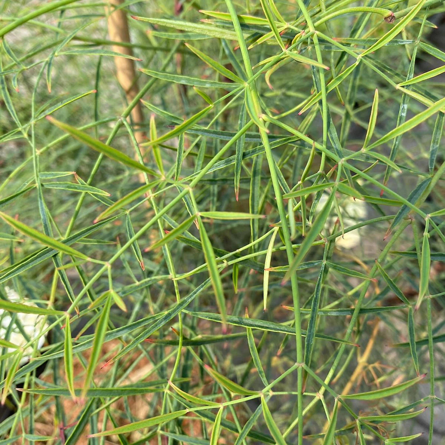 Nandina Domestica 'Filamentosa' 1 Nandina Domestica 'Filamentosa'