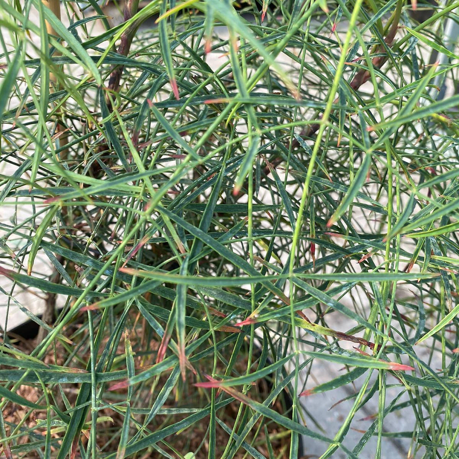 Nandina Domestica 'Filamentosa' 2 Nandina Domestica 'Filamentosa' – Bild 2