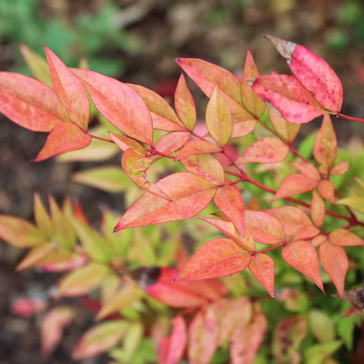 Nandina Domestica 'Flirt' 1 Nandina Domestica 'Flirt'