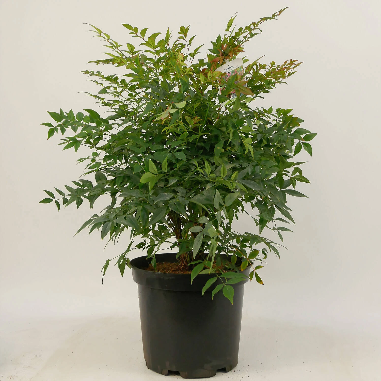 Nandina Domestica 'Gulf Stream' 1 Nandina Domestica 'Gulf Stream'