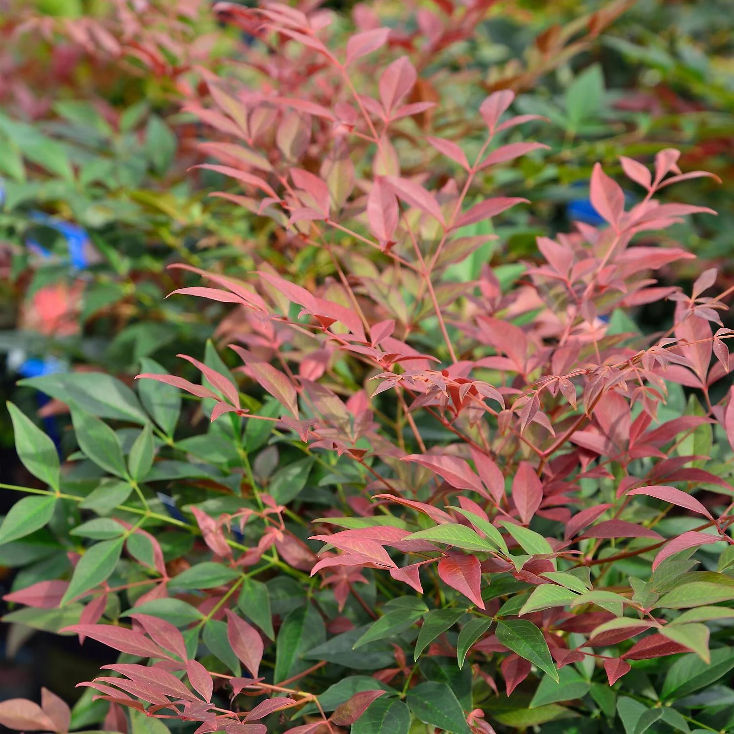 Nandina Domestica 'Obsessed' 1 Nandina Domestica 'Obsessed'