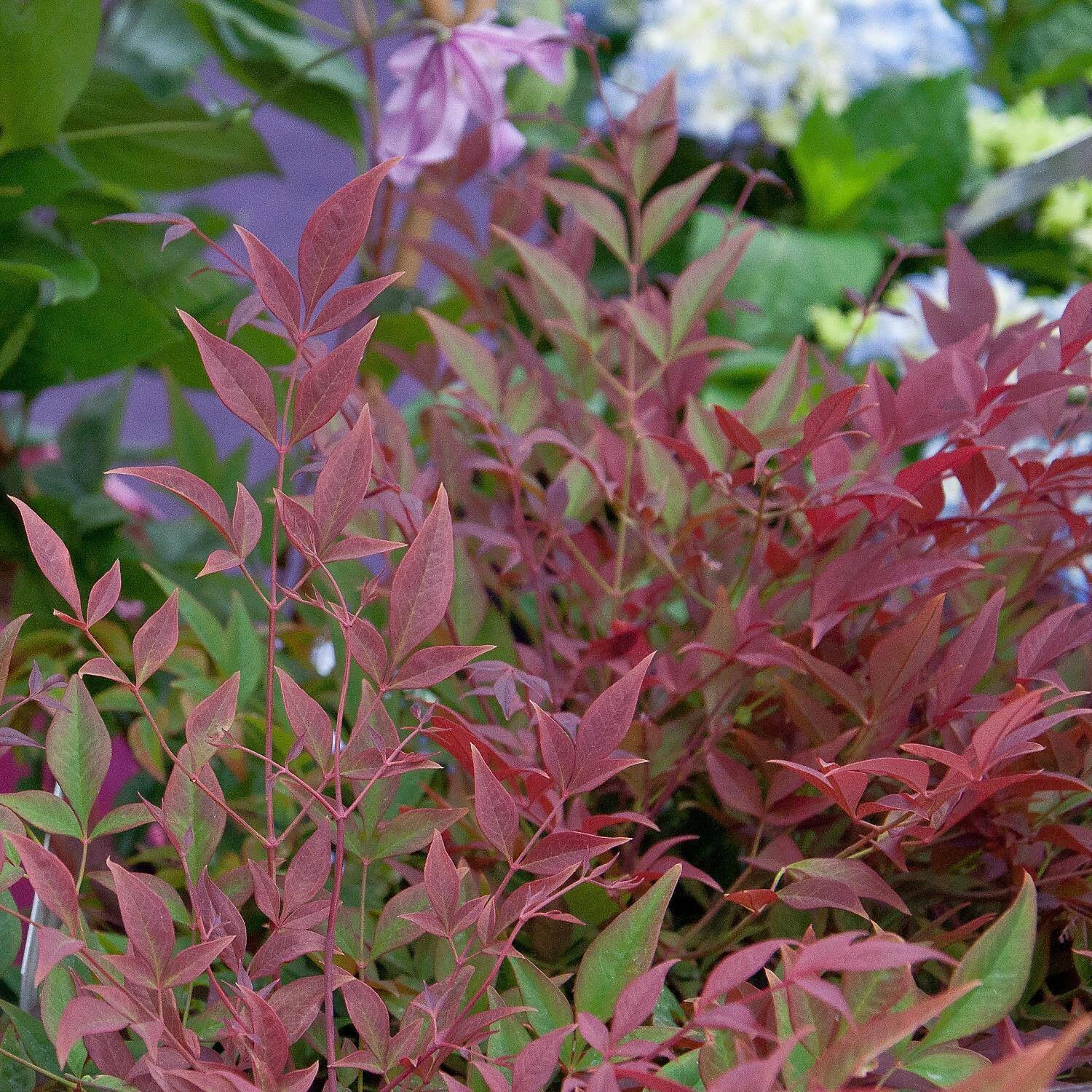 Nandina Domestica 'Obsessed' 2 Nandina Domestica 'Obsessed' – Bild 2