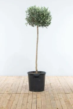 Olivenbaum / Olea Europaea Auf Stamm