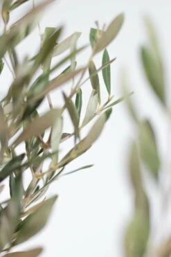 Olivenbaum / Olea Europaea Ministamm 7 Olivenbaum / Olea Europaea Ministamm -Seeds and Fertilizers Geschäft olivenbaum olea europaea ministamm hoehe mit topf 80 100cm 3