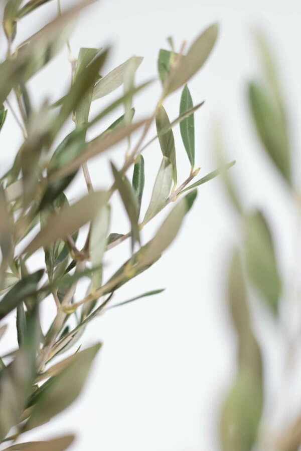 Olivenbaum / Olea Europaea Ministamm 4 Olivenbaum / Olea Europaea Ministamm – Bild 4