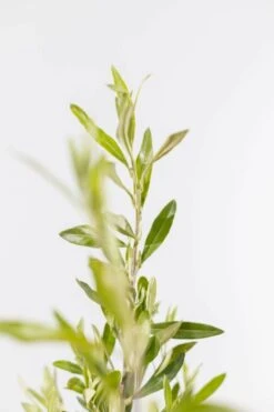 Olivenbaum / Olea Europaea Strauch -Seeds and Fertilizers Geschäft olivenbaum olea europaea strauch hoehe mit topf 40 60cm 3