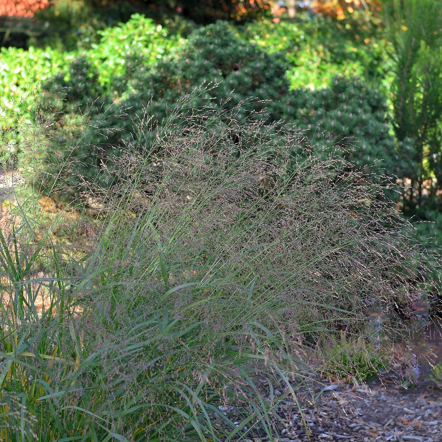 Panicum Virgatum 'Squaw' 1 Panicum Virgatum 'Squaw'