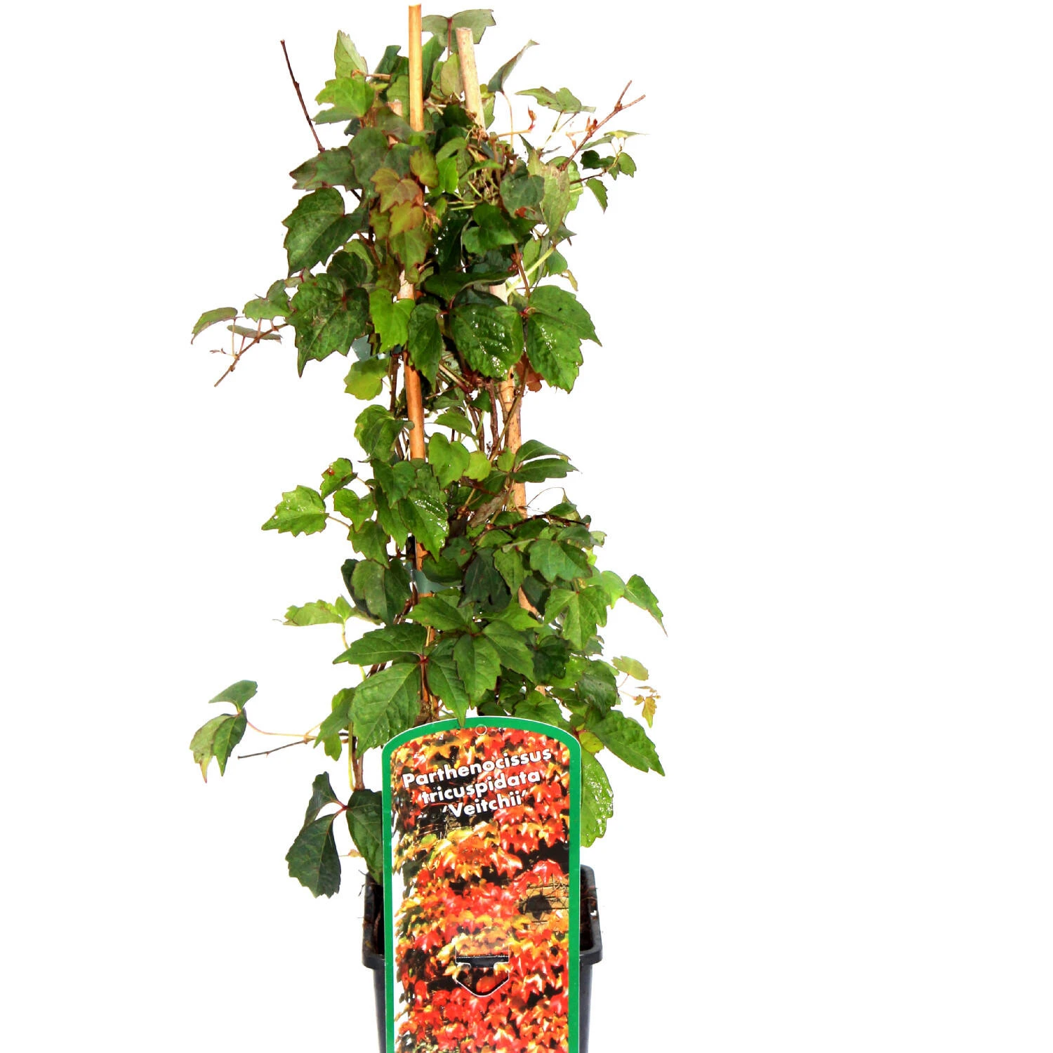 Parthenocissus Tricuspidata 'Veitchii' 1 Parthenocissus Tricuspidata 'Veitchii'