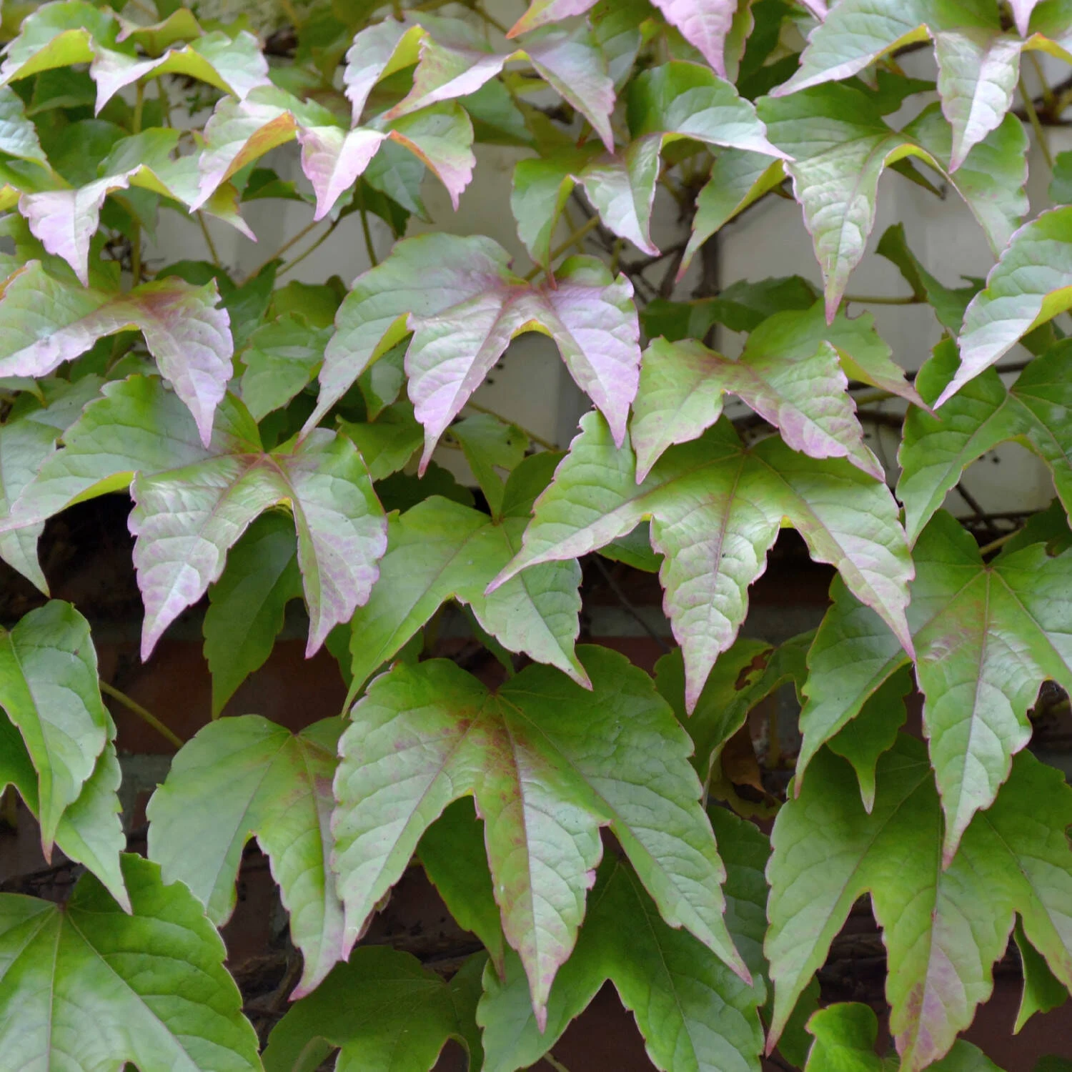 Parthenocissus Tricuspidata 'Veitchii' 2 Parthenocissus Tricuspidata 'Veitchii' – Bild 2