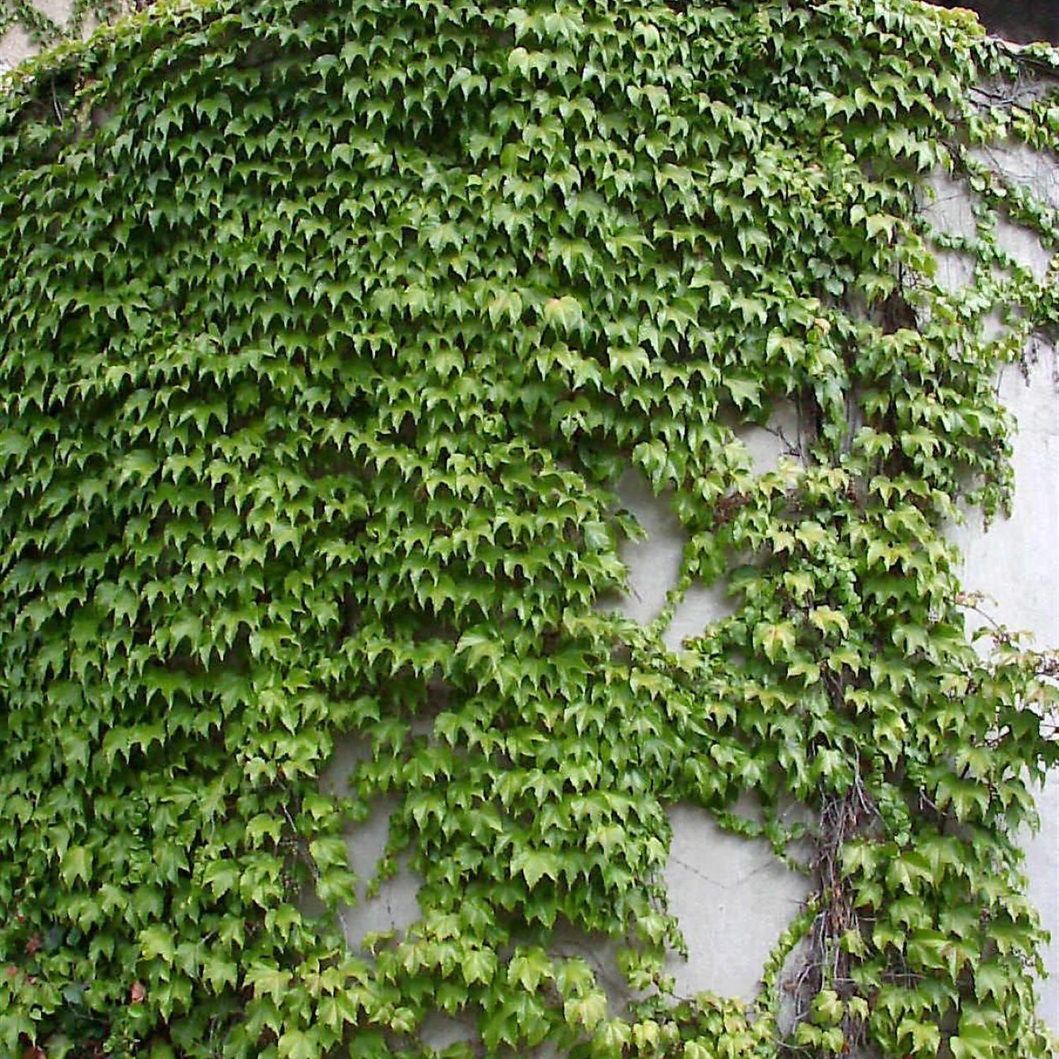Parthenocissus Tricuspidata 'Veitchii' 3 Parthenocissus Tricuspidata 'Veitchii' – Bild 3