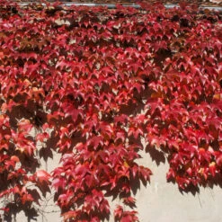 Parthenocissus Tricuspidata 'Veitchii' 7 Parthenocissus Tricuspidata 'Veitchii' -Seeds and Fertilizers Geschäft parthenocissus tricuspidata veitchii4
