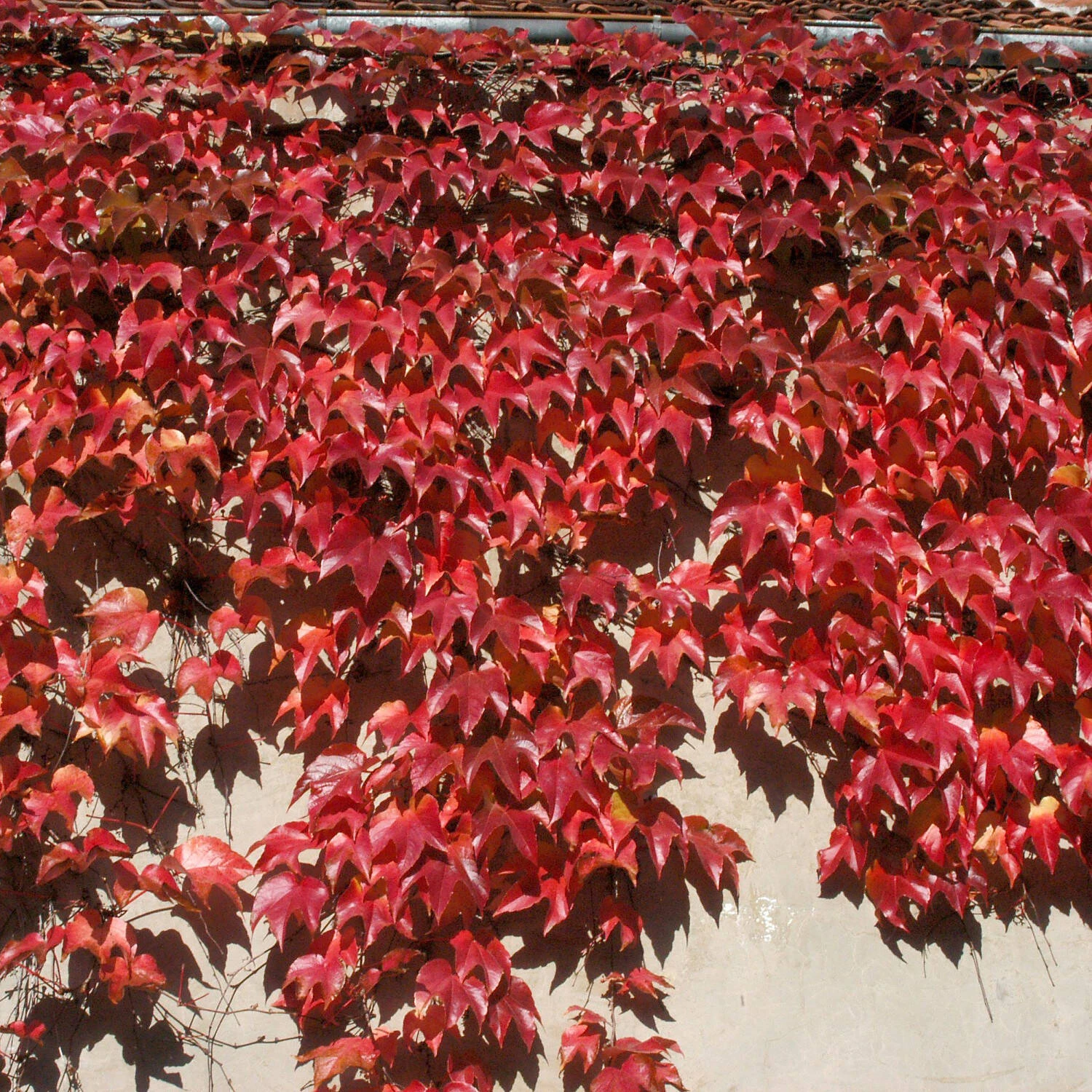 Parthenocissus Tricuspidata 'Veitchii' 4 Parthenocissus Tricuspidata 'Veitchii' – Bild 4
