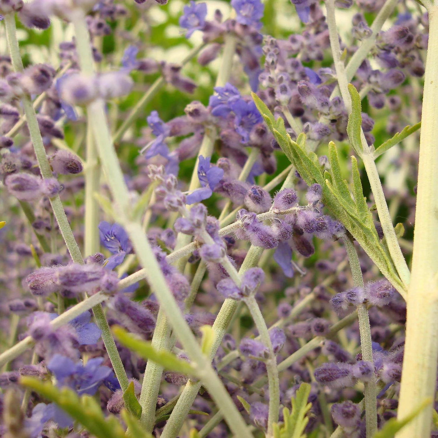 Perovskia Atriplicifolia 'Blue Spire' (Salvia Yangii) 2 Perovskia Atriplicifolia 'Blue Spire' (Salvia Yangii) – Bild 2