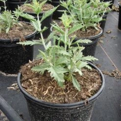 Perovskia Atriplicifolia 'Blue Spire' (Salvia Yangii) 7 Perovskia Atriplicifolia 'Blue Spire' (Salvia Yangii) -Seeds and Fertilizers Geschäft perovskia atriplicifolia blue spire 14