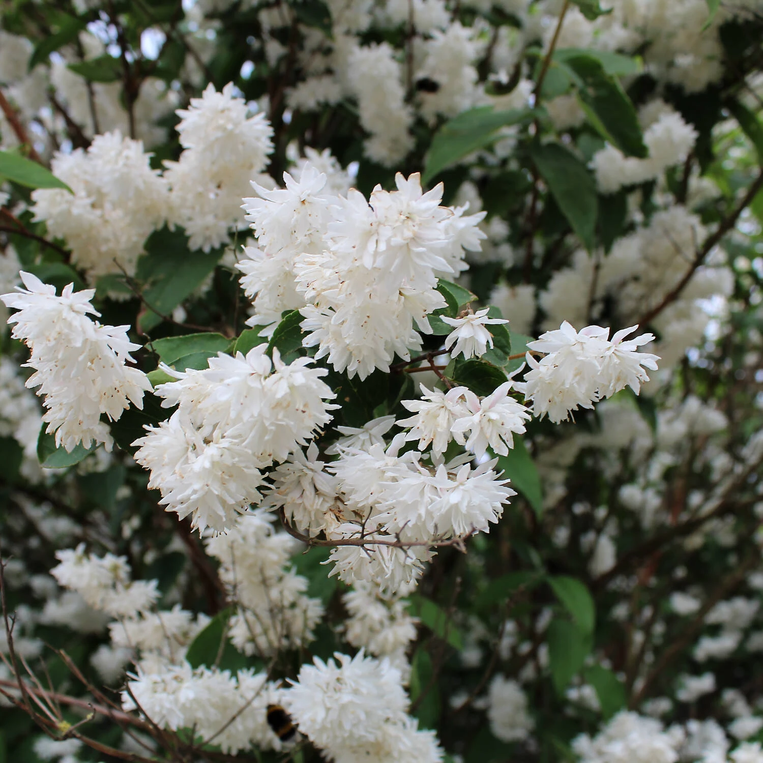 Philadelphus 'Schneesturm' 1 Philadelphus 'Schneesturm'